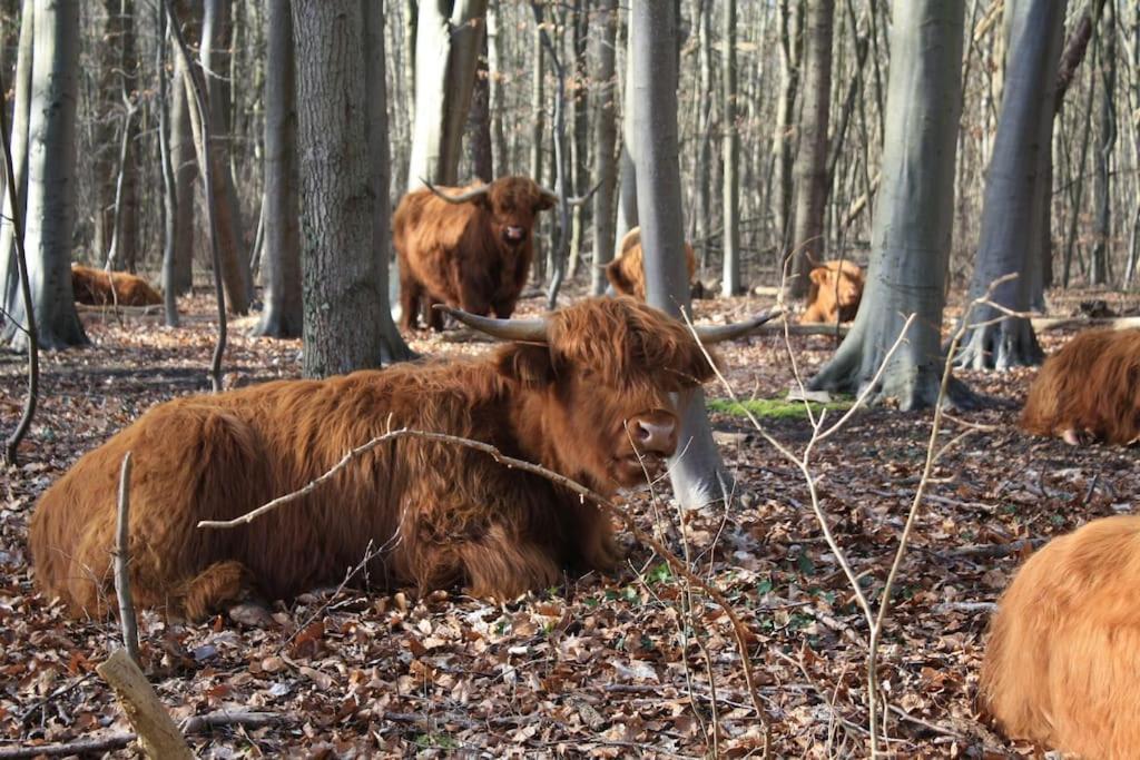 De Bosrand Grenzend Aan Het Bos Villa Castricum Buitenkant foto