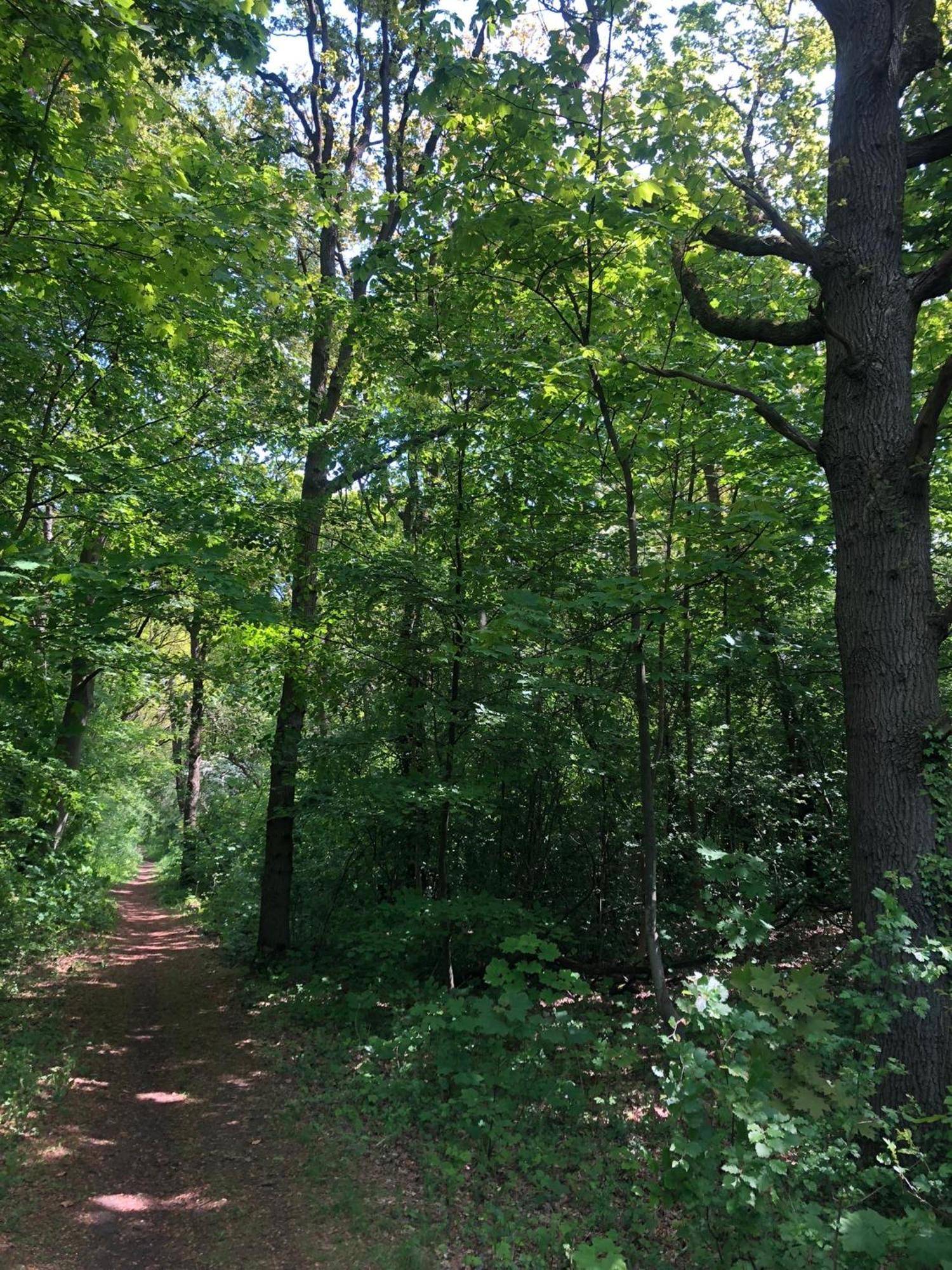 De Bosrand Grenzend Aan Het Bos Villa Castricum Buitenkant foto